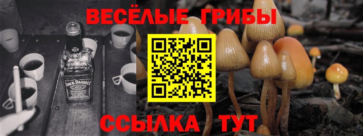 Сланцы  Псилоцибиновые грибы Cubensis  Вход с VPN  даркнет сайт  Галлюциногенные грибы прущие грибы 